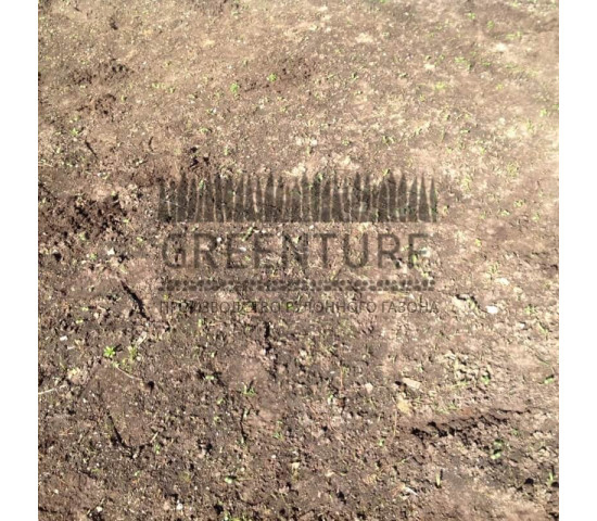 Укладка рулонного газона, сорт «Партерный» - фото - 1