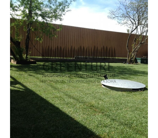 Укладка рулонного газона, сорт «Партерный» - фото - 8